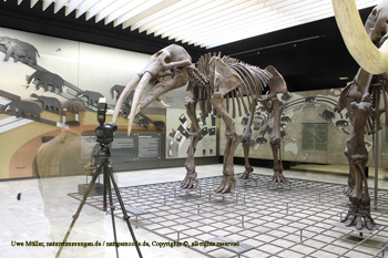 February 2008 in the Senkenberg Museum