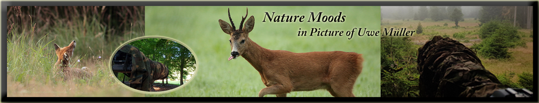 Nature Moods
