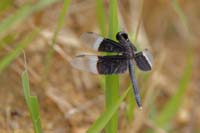 Neurothemis tullia (Neurothemis tullia)