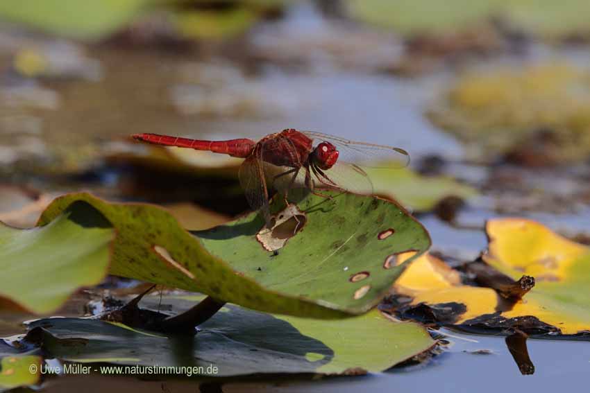 Unbestimmte Insekten