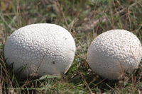 Hasen-Stäubling, auch Hasenbovist oder Getäfelter Großstäubling (Lycoperdon utriforme)