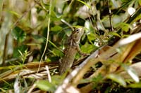 Blutsaugeragame, auch Verschiedenfarbige Schönechse (Calotes versicolor)