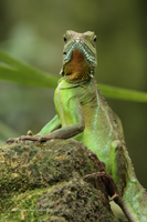 Grüne Wasseragame (Physignathus cocincinus)
