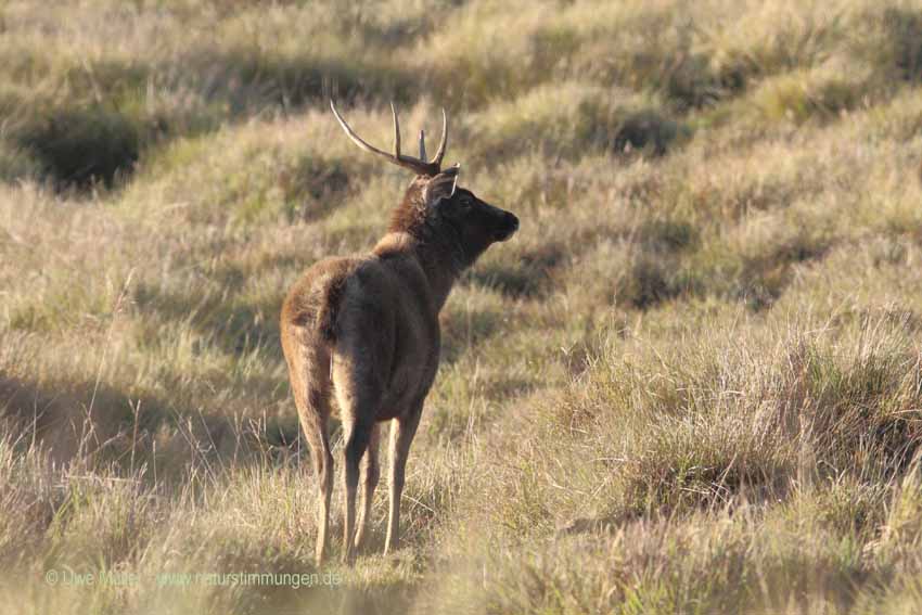 Sambar, auch Pferdehirsch (Cervus unicolor)