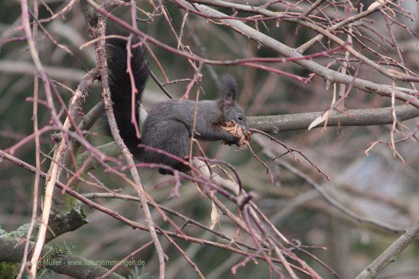 Eurasisches Eichhörnchen (Sciurus vulgaris)