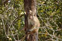 Ceylon-Hutaffe (Macaca sinica)