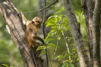 Ceylon-Hutaffe (Macaca sinica)