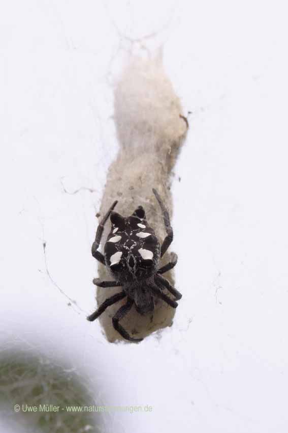 Opuntienspinne (Cyrtophora citricola)