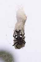 Opuntienspinne (Cyrtophora citricola)