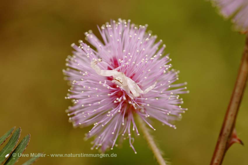 Thomisus onustus (Thomisus onustus)