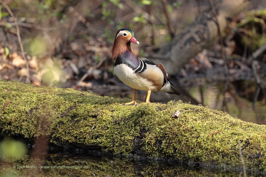 Mandarinente (Aix galericulata)