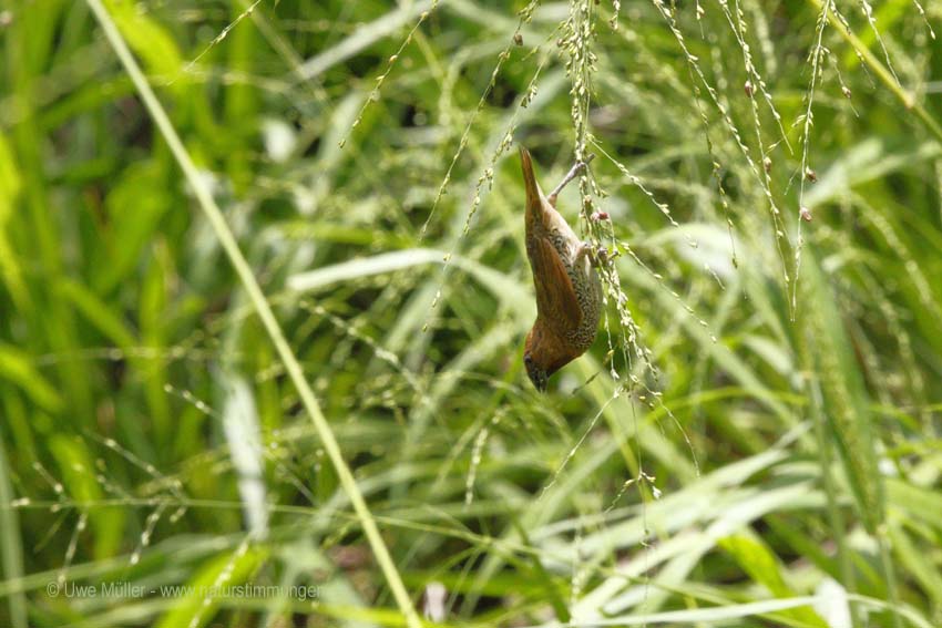 Muskatbronzemännchen, auch Muskatfink, Muskatvogel, Muskatamadine (Lonchura punctulata)
