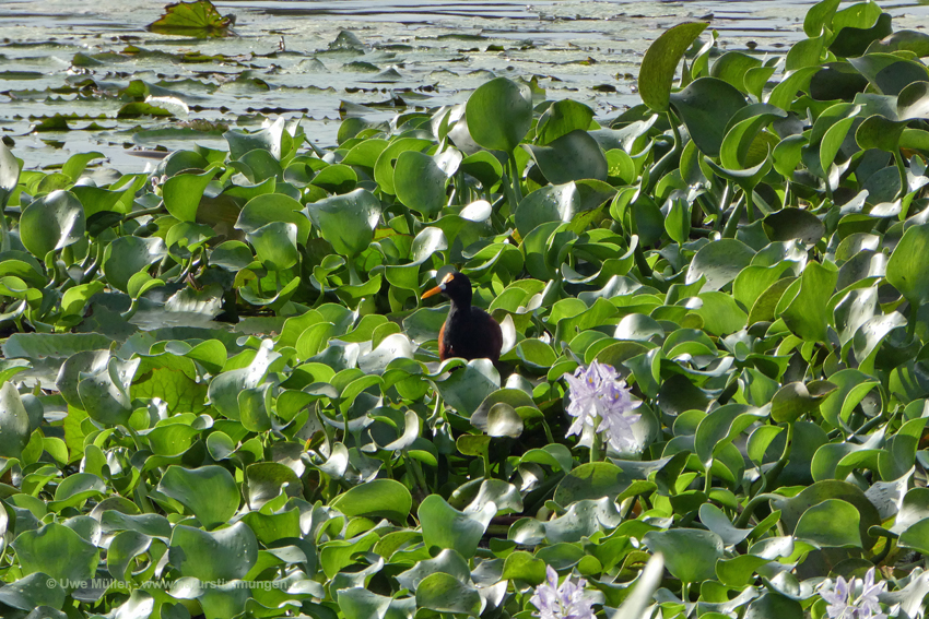 Teichralle (Gallinula chloropus) Unterart Gallinula chloropus