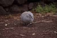 Türkentaube (Streptopelia decaocto)