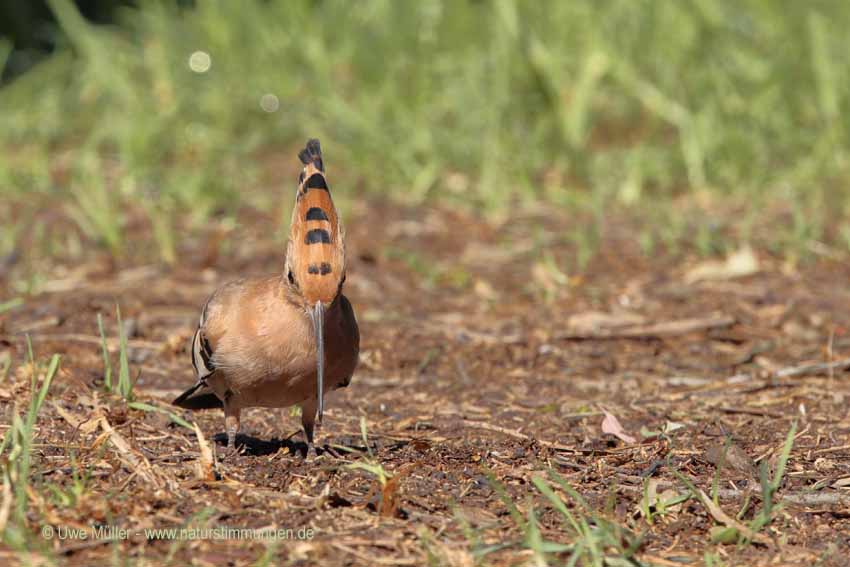 Wiedehopf (Upupa epops)