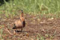 Wiedehopf (Upupa epops)